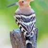 Hoopoe Bird Back Diamond Paintings