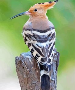 Hoopoe Bird Back Diamond Paintings