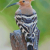 Hoopoe Bird Back Diamond Paintings