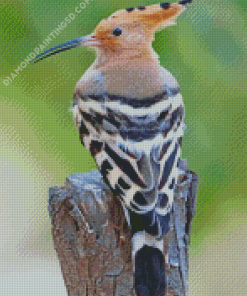 Hoopoe Bird Back Diamond Paintings