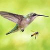 Hummingbird And Bee Diamond Paintings