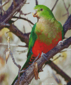 King Parrot On Branch Diamond Paintings