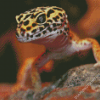 Leopard Gecko Diamond Paintings