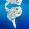 Mola Sunfish Diamond Paintings