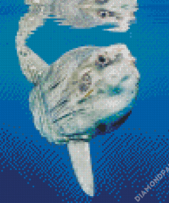 Mola Sunfish Diamond Paintings