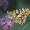 Painted Lady Insect Diamond Paintings