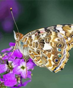 Painted Lady Insect Diamond Paintings