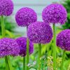 Purple Allium Flowers Diamond Paintings