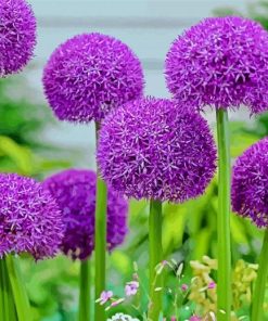 Purple Allium Flowers Diamond Paintings