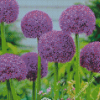 Purple Allium Flowers Diamond Paintings