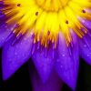 Purple Yellow Flower Diamond Paintings