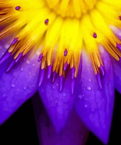 Purple Yellow Flower Diamond Paintings