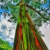 Rainbow Eucalyptus Tree Diamond Paintings