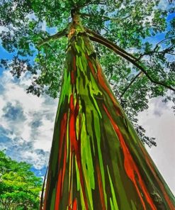 Rainbow Eucalyptus Tree Diamond Paintings