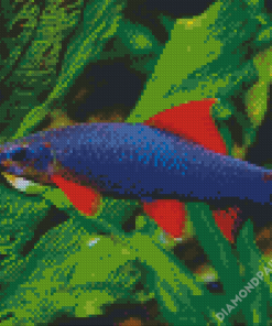 Rainbow Shark Diamond Paintings