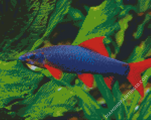 Rainbow Shark Diamond Paintings