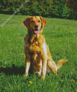 Red Fox Labrador Retriever Dog Diamond Paintings