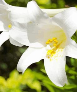 Single White Lily Close Up Diamond Paintings