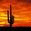 Sunset Saguaro National Park Diamond Paintings