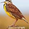 The Meadowlark Bird Diamond Paintings