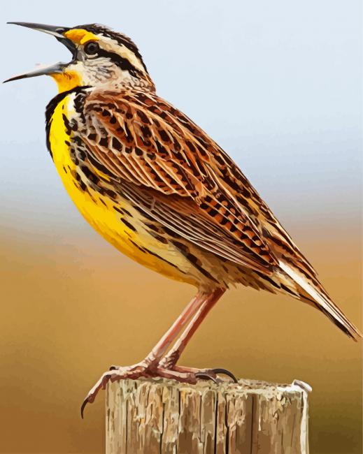 The Meadowlark Bird Diamond Paintings