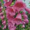 Aesthetic Foxglove Diamond Paintings