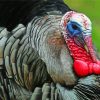 Aesthetic Wild Turkey Bird Diamond Paintings