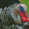 Aesthetic Wild Turkey Bird Diamond Paintings