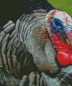 Aesthetic Wild Turkey Bird Diamond Paintings