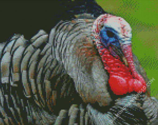 Aesthetic Wild Turkey Bird Diamond Paintings