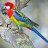 Aesthetic Eastern Rosella Diamond Paintings