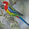 Aesthetic Eastern Rosella Diamond Paintings