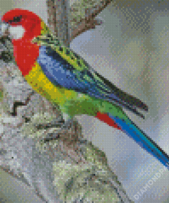 Aesthetic Eastern Rosella Diamond Paintings