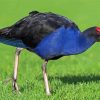 Aesthetic Pukeko Diamond Paintings