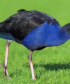 Aesthetic Pukeko Diamond Paintings