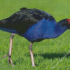 Aesthetic Pukeko Diamond Paintings