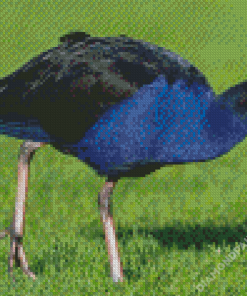 Aesthetic Pukeko Diamond Paintings