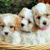 Cavachon Dogs Diamond Paintings