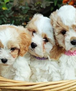 Cavachon Dogs Diamond Paintings