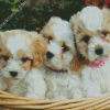 Cavachon Dogs Diamond Paintings