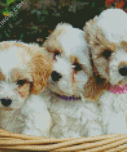 Cavachon Dogs Diamond Paintings