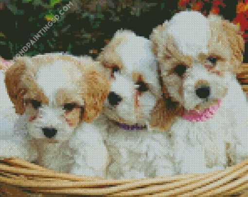 Cavachon Dogs Diamond Paintings