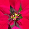 Close Up Red Poinsettia Diamond Paintings