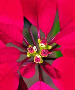 Close Up Red Poinsettia Diamond Paintings