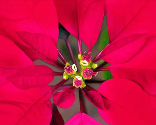 Close Up Red Poinsettia Diamond Paintings