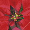 Close Up Red Poinsettia Diamond Paintings