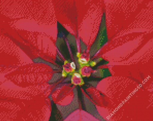 Close Up Red Poinsettia Diamond Paintings