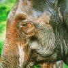 Close Up Tropical Elephant Diamond Paintings