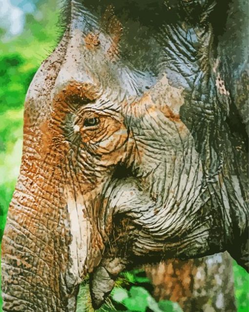 Close Up Tropical Elephant Diamond Paintings