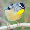 Cool Pardalote Diamond Paintings